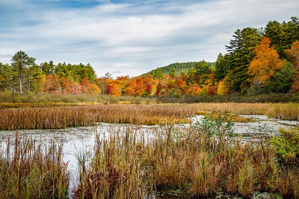 USA-New York-Adirondacks Bolton Landing-forest preserve marsh near Lake George art print by Ann Collins for $57.95 CAD
